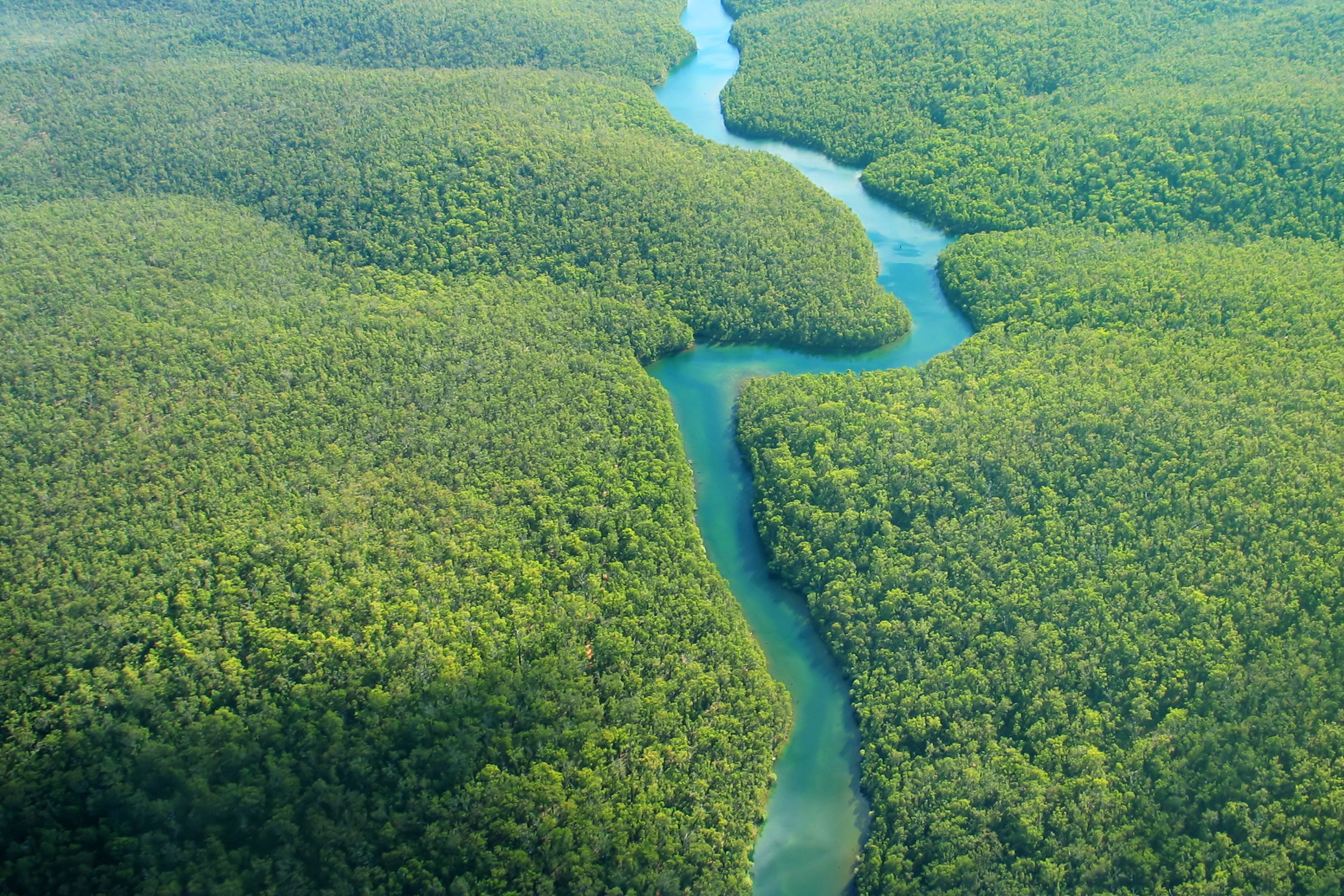 Почему амазонка полноводна круглый. Бразилия Амазонская низменность. Южная Америка река Амазонка. Мангровые леса Амазонии. Укаяли река в Южной Америке.