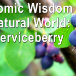 Economic Wisdom from the Natural World – The Serviceberry